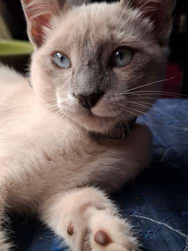 gato siamés point - Imagen 3