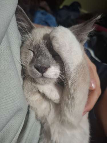 gato siamés point - Imagen 6
