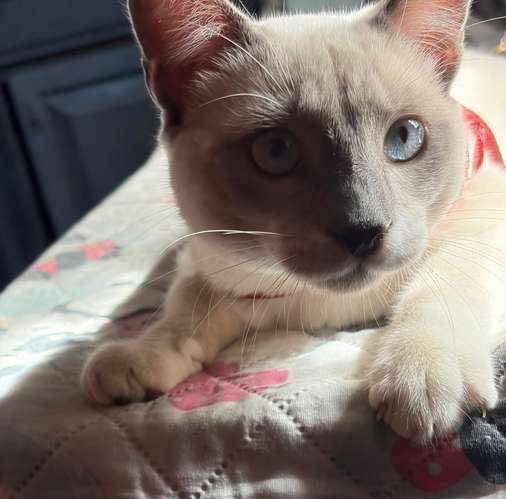 gato siamés point