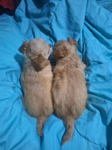 Chihuahua macho pelo largo listos para entregar vacunados y desparasitados  - Imagen 2