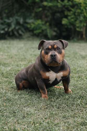 Cachorros American Bully - Imagen 3