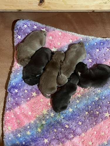 Cachorros American Bully - Imagen 2