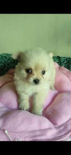 Hembra chihuahua  - Imagen 2