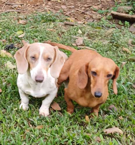 Salchicha color rojo,una belleza,orejas largas,patas gruesas,,padre piebald, madre arlequin roja - Imagen 4