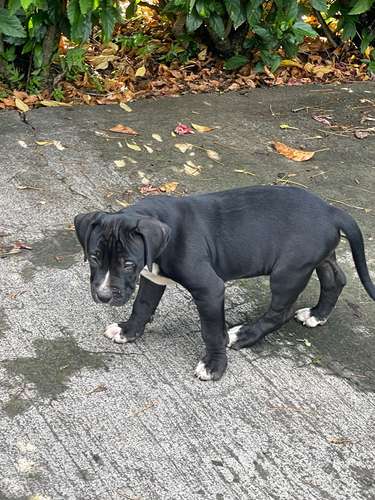 Cachorror línea Bull Type Americana - Imagen 5