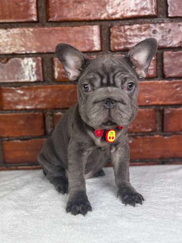 Bulldog Francés ( Big Rope)  - Imagen 4