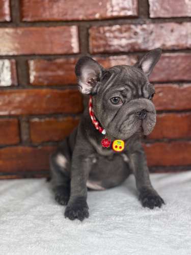 Bulldog Francés ( Big Rope)  - Imagen 1