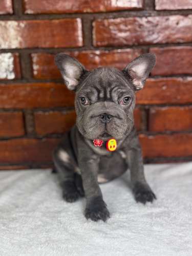 Bulldog Francés ( Big Rope)  - Imagen 2