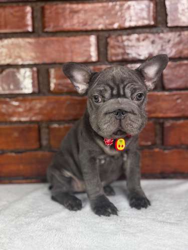 Bulldog Francés ( Big Rope)  - Imagen 5