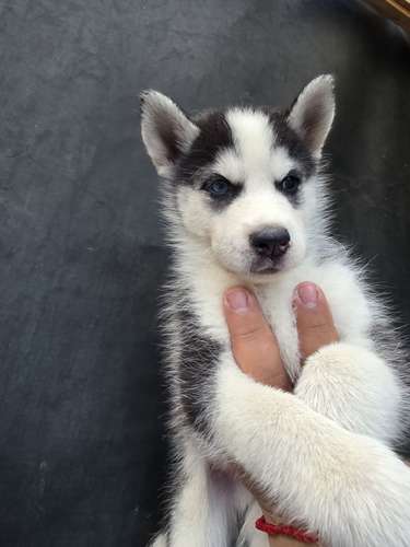 Husky siberiano  - Imagen 2