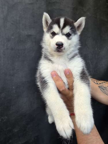 Husky siberiano  - Imagen 1