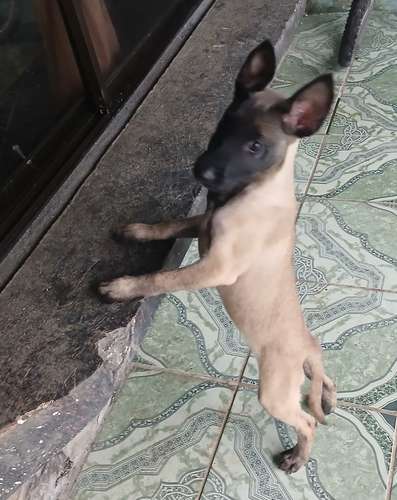 Vendo 