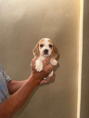 Cachorros Beagle  - Imagen 2