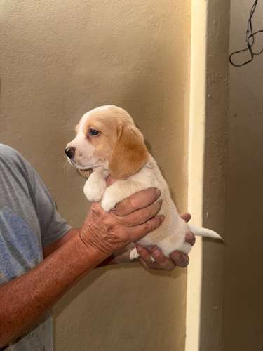 Cachorros Beagle  - Imagen 3