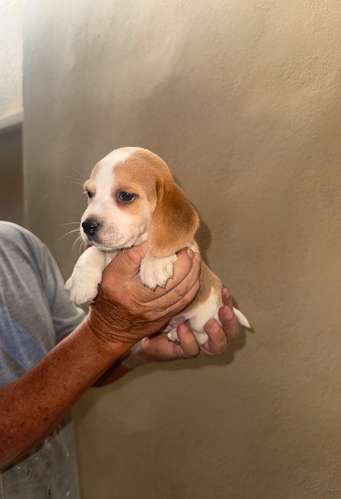 Cachorros Beagle  - Imagen 1