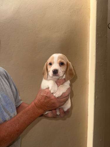 Cachorros Beagle  - Imagen 4