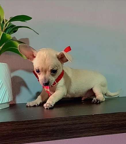 Cachorrito Mini Chihuahua  - Imagen 3