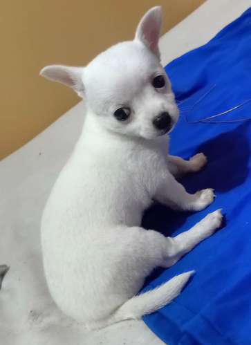 Hermosas hembras chihuahua - Imagen 2