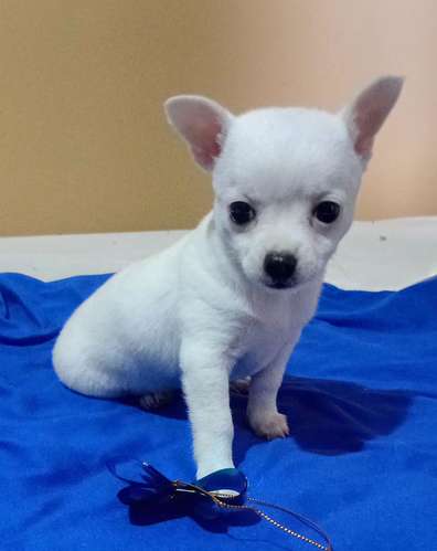 Hermosas hembras chihuahua