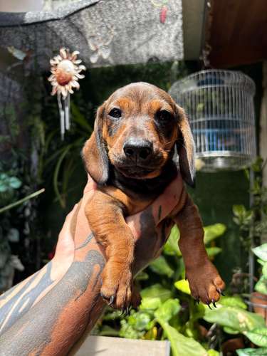 Cachorros Salchichas Machos - Imagen 3