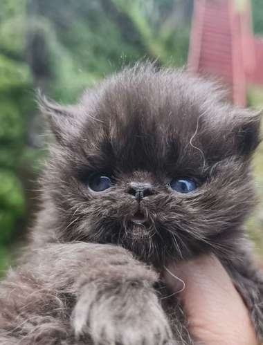Hermosos Gatos Persa Extremos - Imagen 2