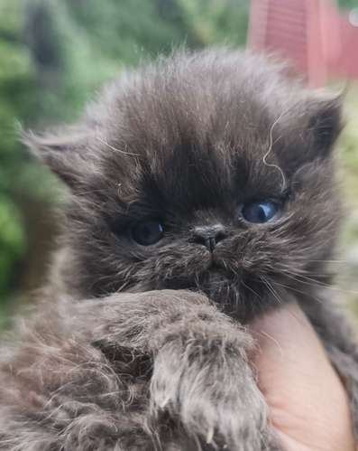 Hermosos Gatos Persa Extremos - Imagen 3