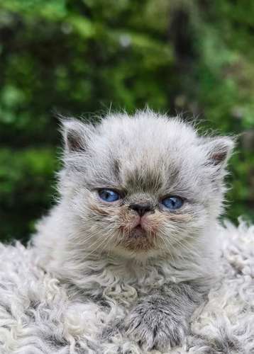 Hermosos Gatos Persa Extremos - Imagen 4
