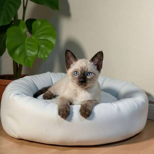 Gatito SIAMES disponible - Imagen 8