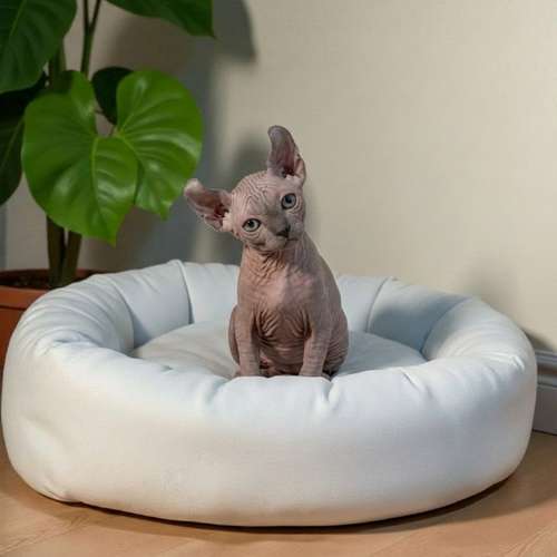 Gatito SPHYNX disponible - Imagen 4