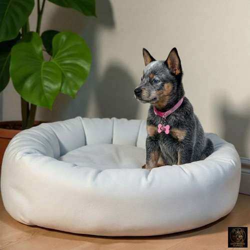 Cachorro Pastor Boyero Australiano Blue Heeler / Australian Cattle Dog Blue Heeler disponible - Imagen 5