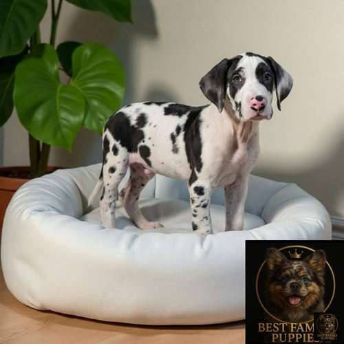 Cachorro GRAN DANES disponible - Imagen 6