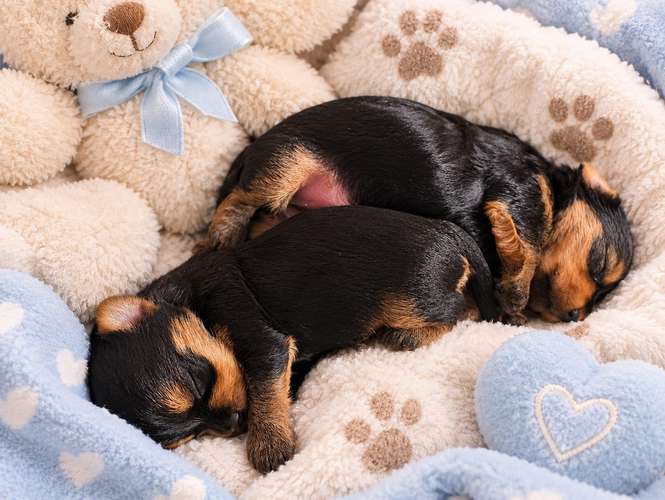 Cachorras de Yorkshire terrier disponibles Yorkie Yorki
