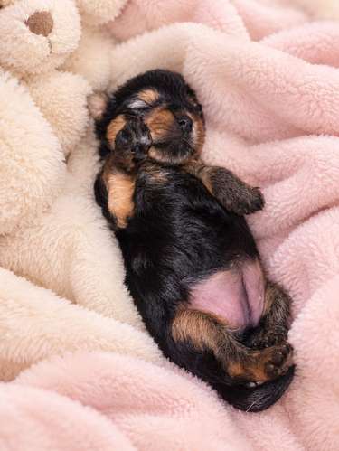 Cachorras de Yorkshire terrier disponibles Yorkie Yorki