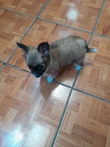 Chihuahua 