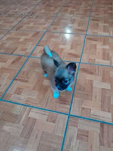 Chihuahua 