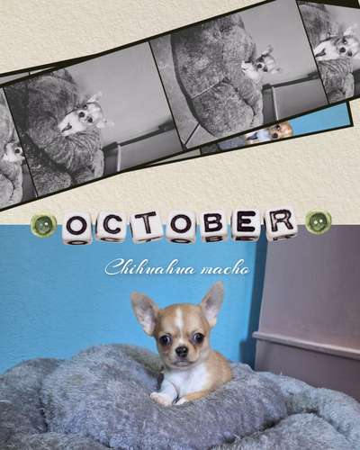 Chihuahua entrepelo, cabeza , excelente genética  - Imagen 3