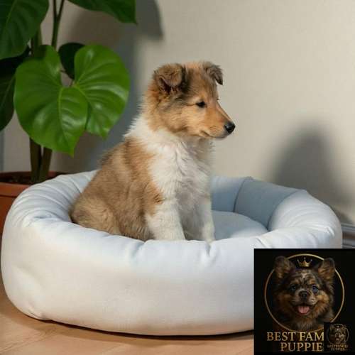 Cachorro Rough Collie Tradicional / Rough Collie disponible - Imagen 3