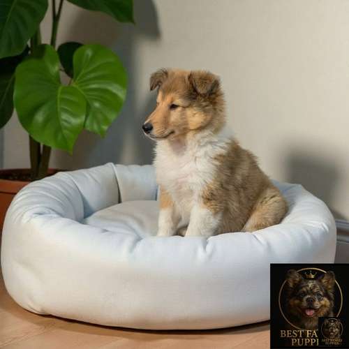 Cachorro Rough Collie Tradicional / Rough Collie disponible - Imagen 4