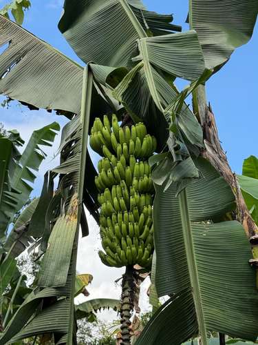 Venta de finca de cacao fino de aroma en Santa Teresita, Turrialba. - Imagen 17
