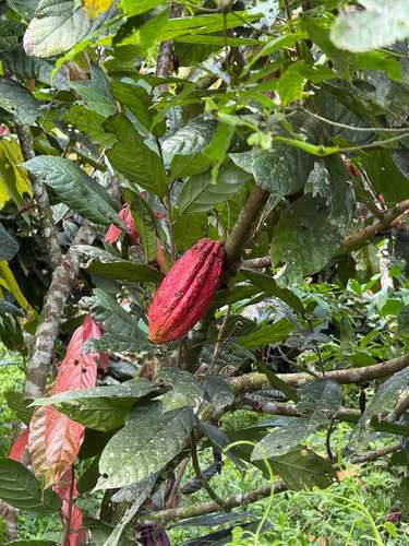 Venta de finca de cacao fino de aroma en Santa Teresita, Turrialba. - Imagen 19