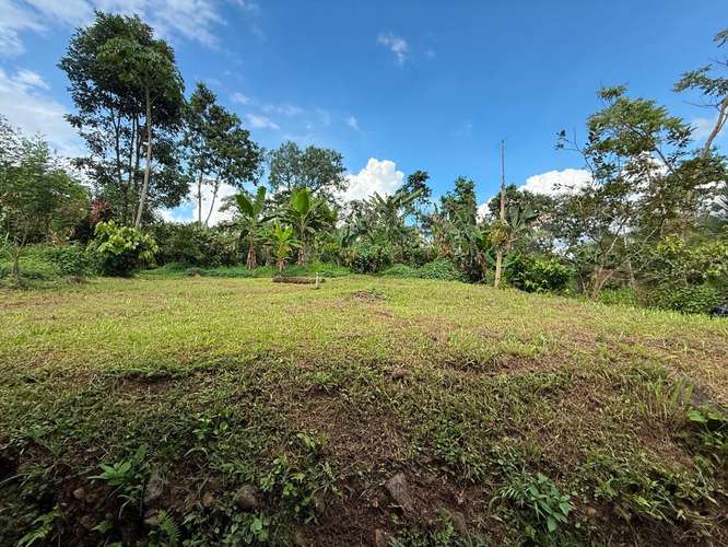 Venta de finca de cacao fino de aroma en Santa Teresita, Turrialba. - Imagen 11
