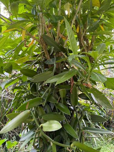 Venta de finca de cacao fino de aroma en Santa Teresita, Turrialba. - Imagen 16