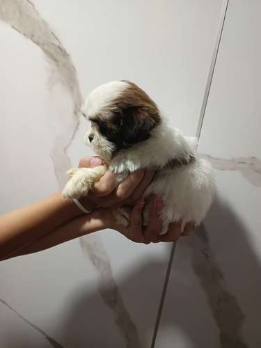 Shitzu - Imagen 2