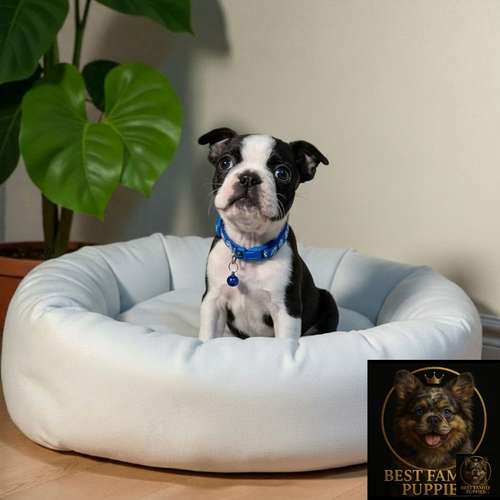 Cachorro BOSTON TERRIER disponible - Imagen 2
