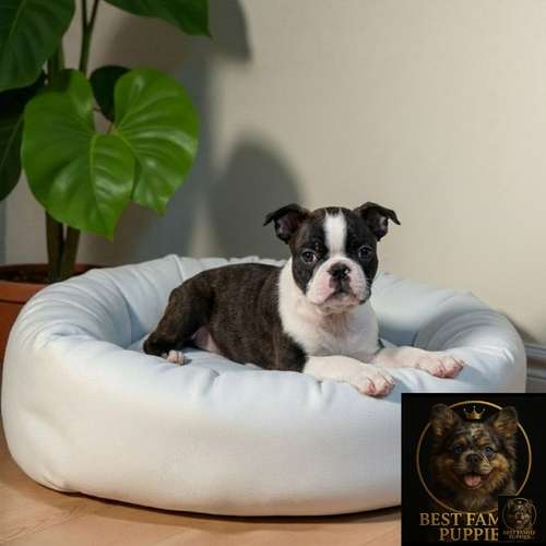 Cachorro BOSTON TERRIER disponible - Imagen 9