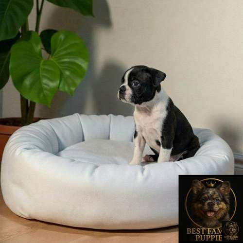 Cachorro BOSTON TERRIER disponible - Imagen 5