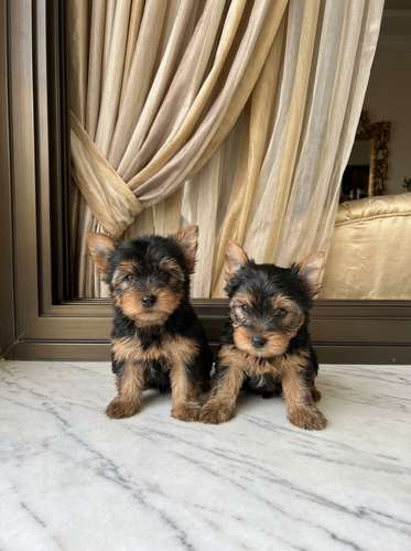 Yorkie 
