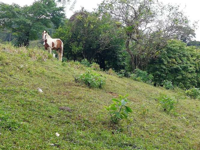 Finca de 3 Ha en San Isidro de Peñas Blancas, San Ramón de Alajuela - Imagen 2