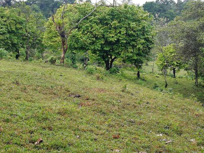 Finca de 3 Ha en San Isidro de Peñas Blancas, San Ramón de Alajuela - Imagen 3