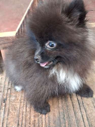 Vendo cachorritos pomerania